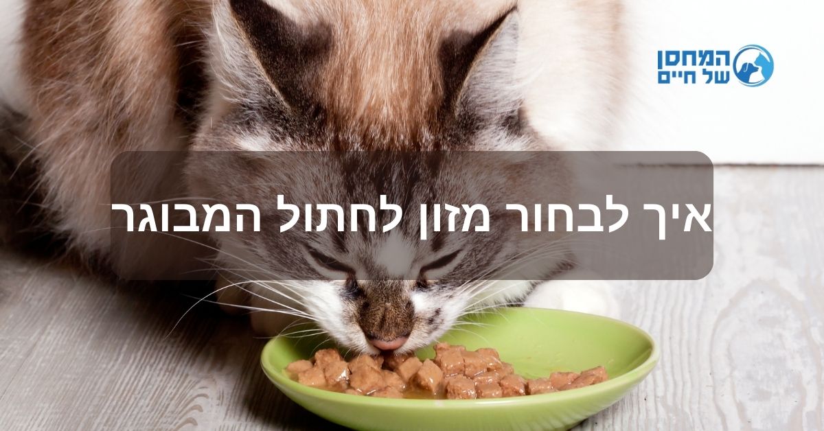 איך לבחור מזון לחתול המבוגר